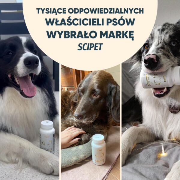 Wybrany przez tysiące właścicieli psów.